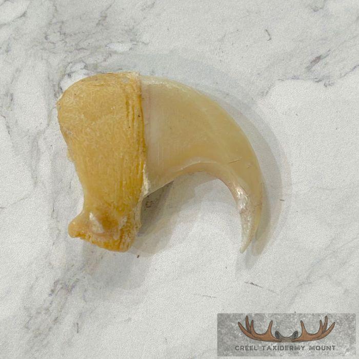 Mountain Lion Claw For Sale