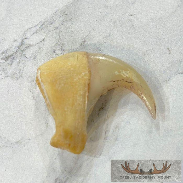 Mountain Lion Claw For Sale