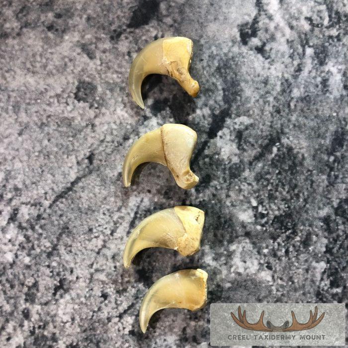 Mountain Lion Claws Taxidermy For Sale