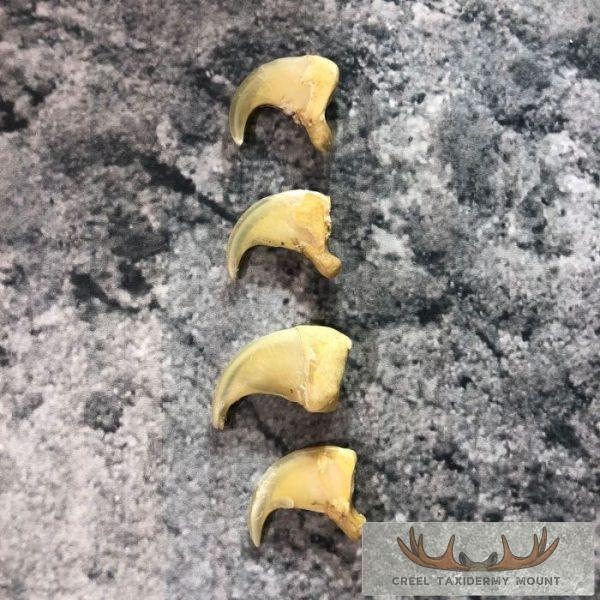 Mountain Lion Claws Taxidermy For Sale