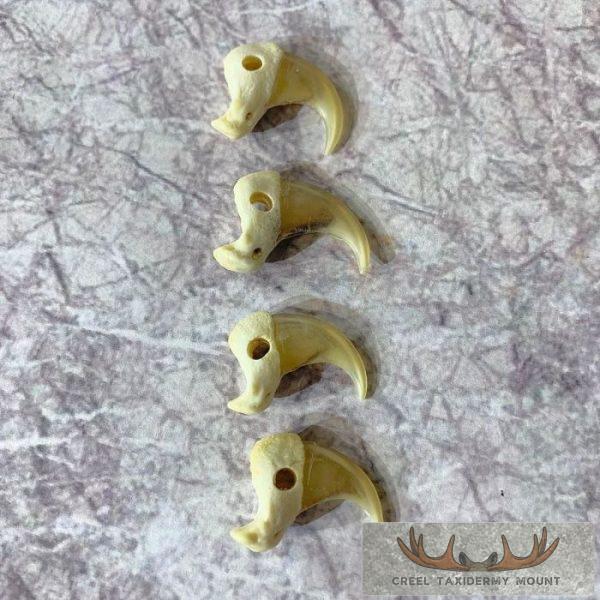 Mountain Lion Claws Taxidermy For Sale