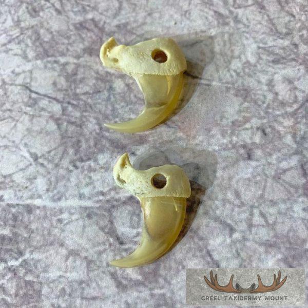 Mountain Lion Claws Taxidermy For Sale