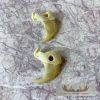 Mountain Lion Claws Taxidermy For Sale
