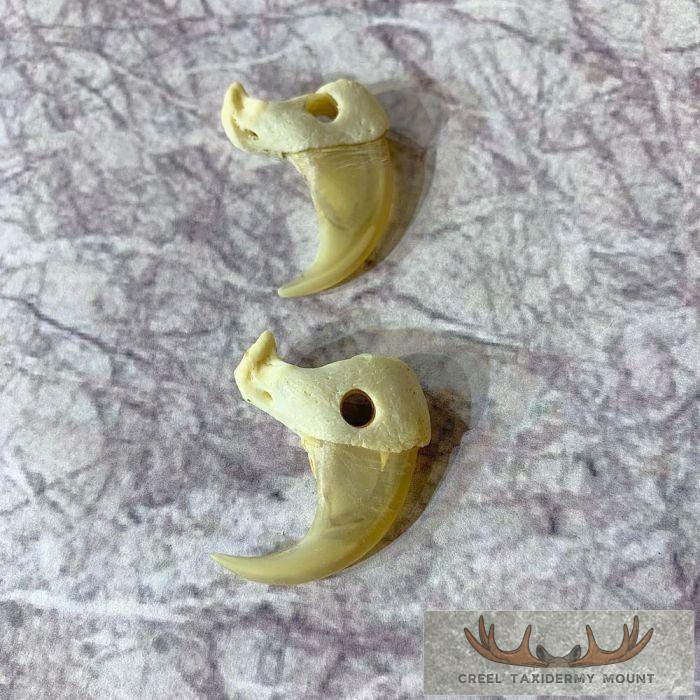 Mountain Lion Claws Taxidermy For Sale