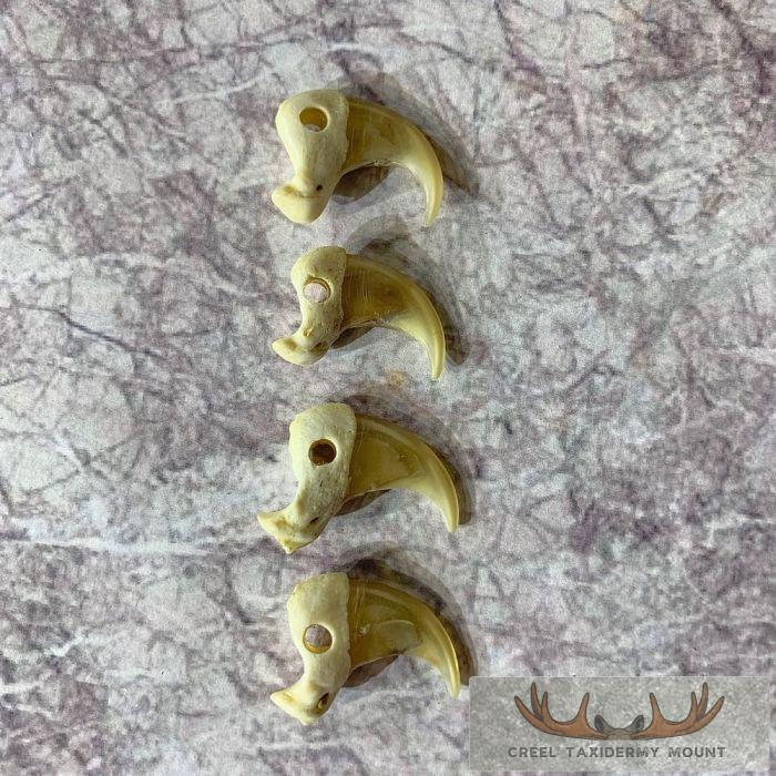 Mountain Lion Claws Taxidermy For Sale