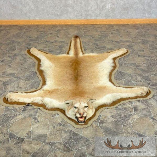 Mountain Lion (Cougar) Full Size Taxidermy Rug Mount For Sale