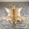 Mountain Lion Full Size Taxidermy Rug Mount For Sale