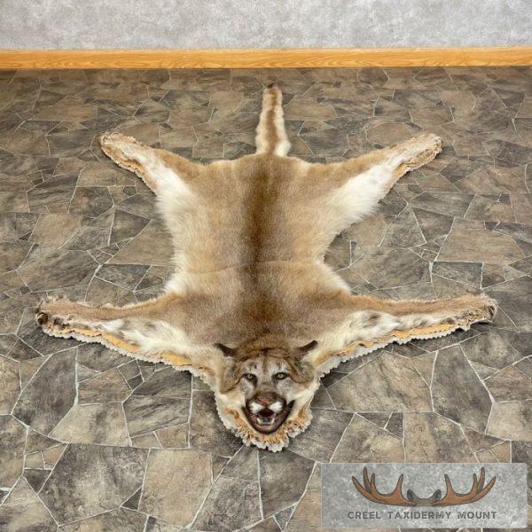 Mountain Lion Full Size Taxidermy Rug Mount For Sale