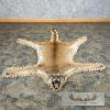Mountain Lion Full Size Taxidermy Rug Mount For Sale