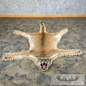 Mountain Lion Full Size Taxidermy Rug Mount Taxidermy