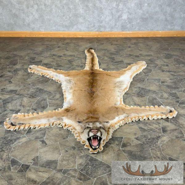 Mountain Lion Full Size Taxidermy Rug Mount For Sale