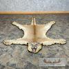 Mountain Lion Full Size Taxidermy Rug Mount For Sale