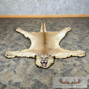 Mountain Lion Full Size Taxidermy Rug Mount Taxidermy