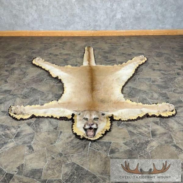 Mountain Lion Full Size Taxidermy Rug Mount For Sale