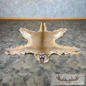 Mountain Lion Full Size Taxidermy Rug Mount Taxidermy