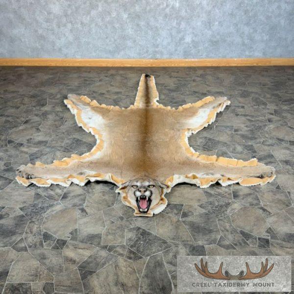 Mountain Lion Full Size Taxidermy Rug Mount For Sale