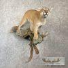Mountain Lion (Cougar) Taxidermy Mount For Sale