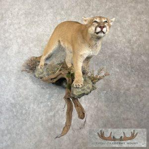 Mountain Lion (Cougar) Taxidermy Mount Taxidermy