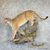 Mountain Lion (Cougar) Taxidermy Mount For Sale