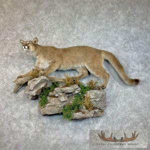 Mountain Lion (Cougar) Taxidermy Mount Taxidermy