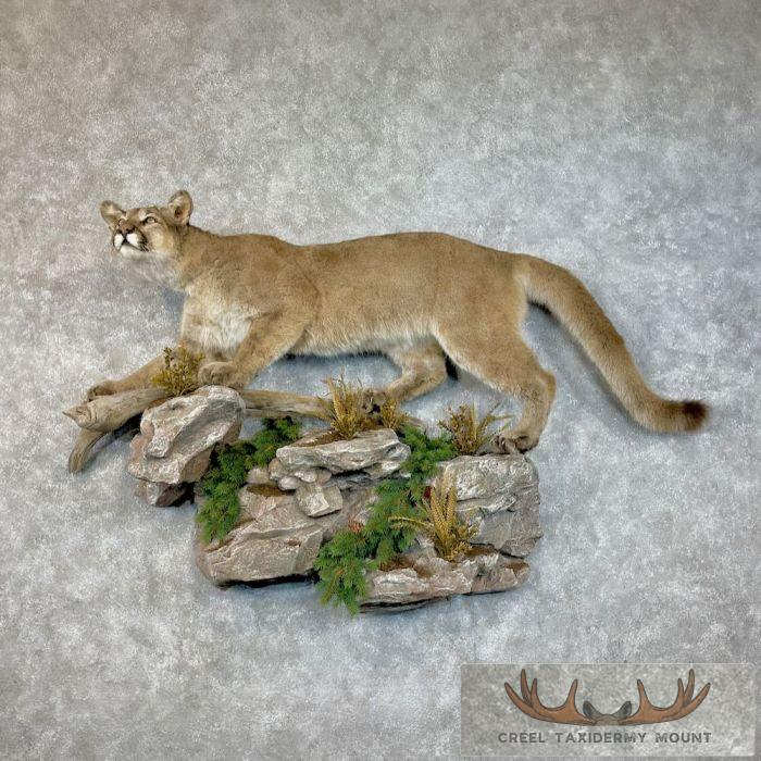 Mountain Lion (Cougar) Taxidermy Mount For Sale