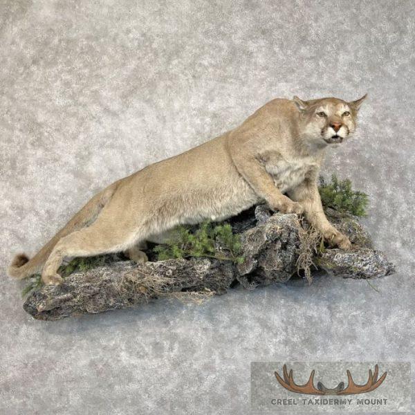Mountain Lion (Cougar) Taxidermy Mount For Sale