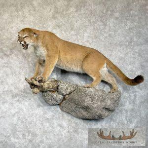 Mountain Lion (Cougar) Taxidermy Mount Taxidermy