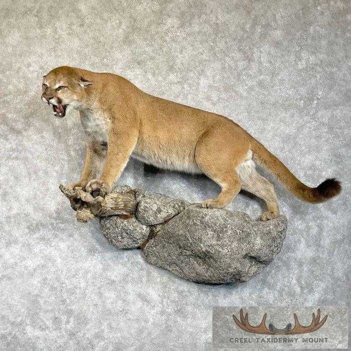 Mountain Lion (Cougar) Taxidermy Mount For Sale