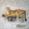 Mountain Lion (Cougar) Taxidermy Mount For Sale