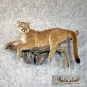 Mountain Lion (Cougar) Taxidermy Mount Taxidermy