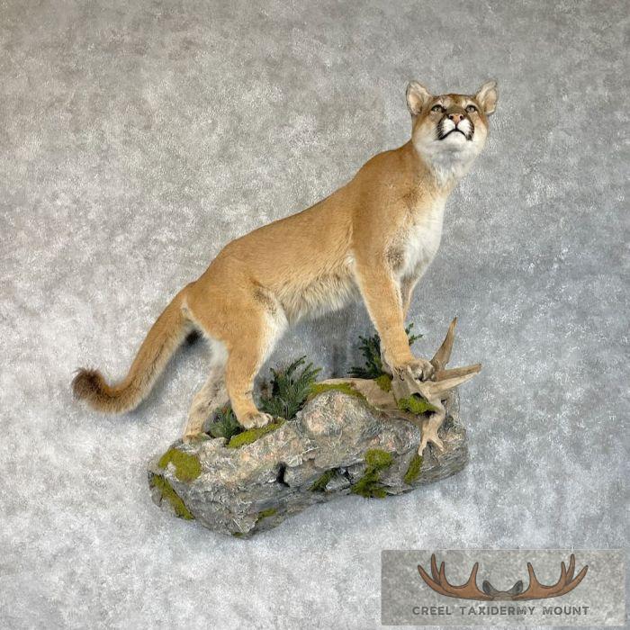 Mountain Lion (Cougar) Taxidermy Mount For Sale