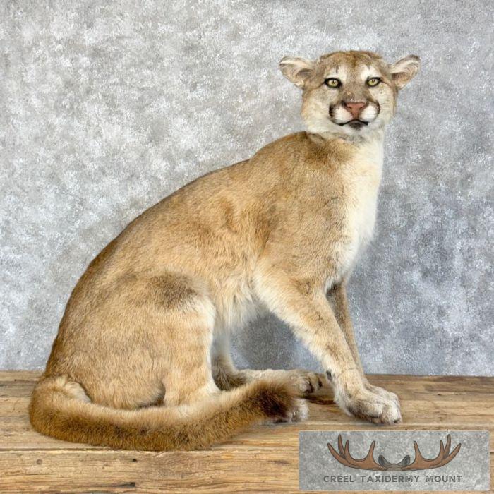 Mountain Lion (Cougar) Taxidermy Mount For Sale