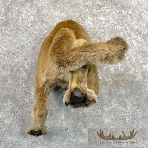 Mountain Lion Novelty Butt Taxidermy Mount Taxidermy