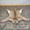 Mountain Lion Full Size Taxidermy Rug Mount For Sale