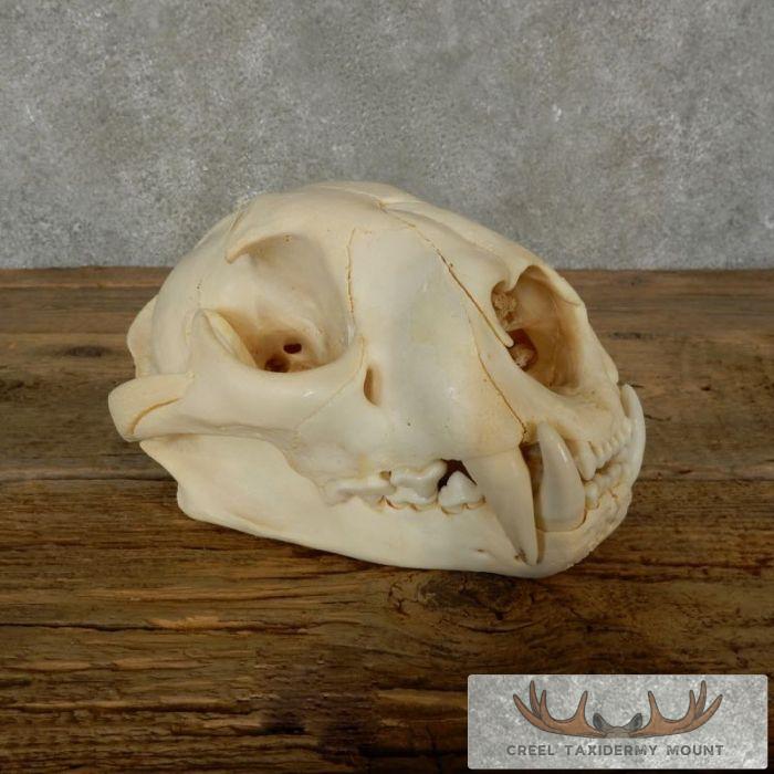 Mountain Lion (Cougar) Full Skull For Sale