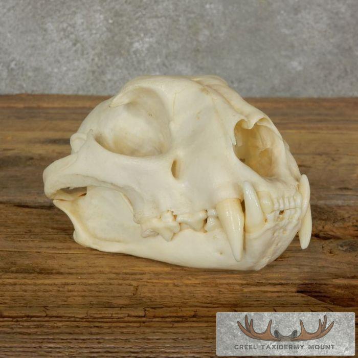 Mountain Lion (Cougar) Full Skull For Sale