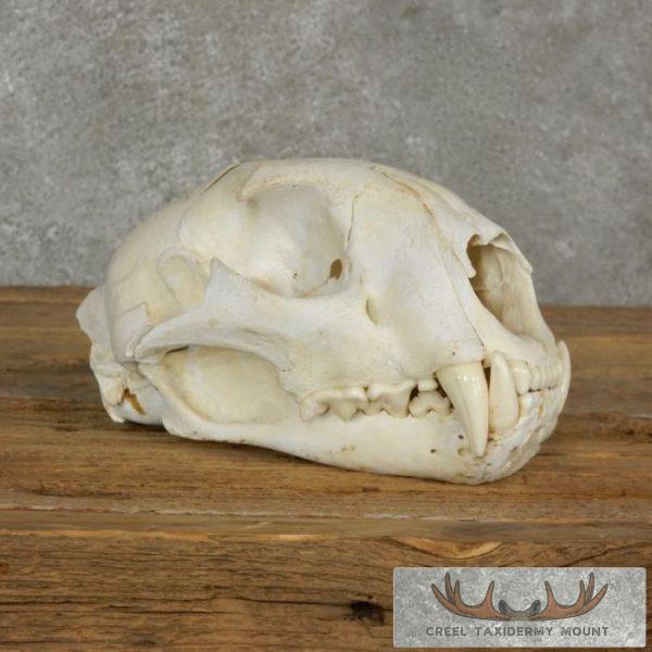 Mountain Lion (Cougar) Full Skull For Sale