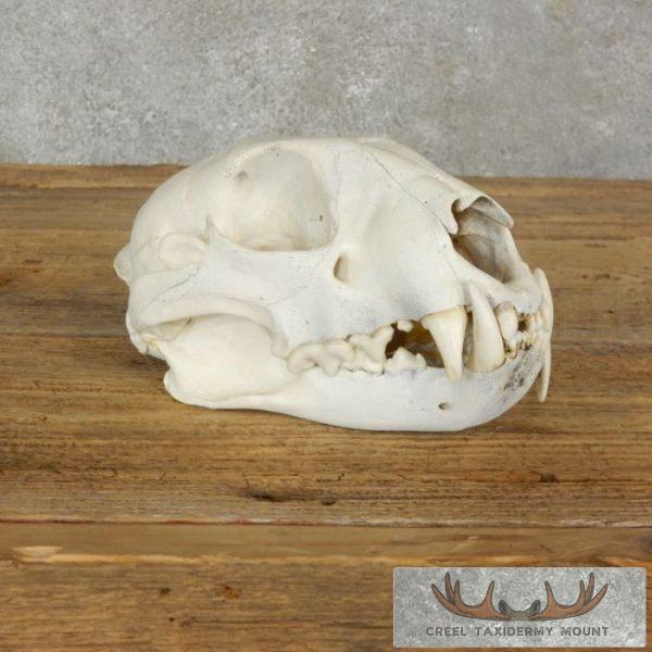Mountain Lion (Cougar) Full Skull For Sale