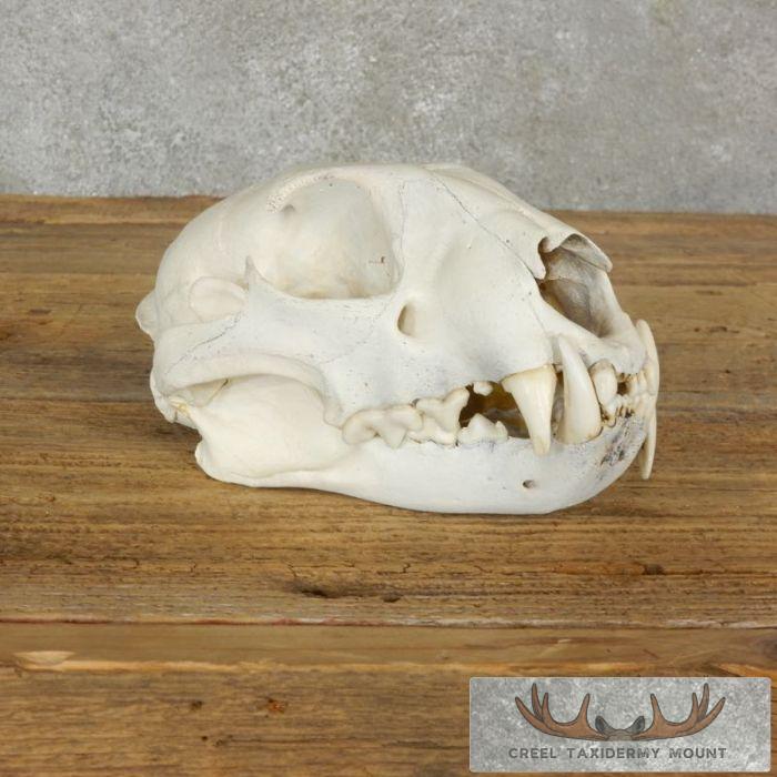 Mountain Lion (Cougar) Full Skull For Sale