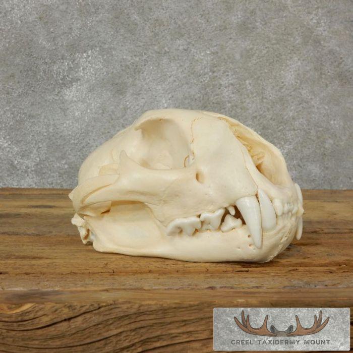 Mountain Lion (Cougar) Full Skull For Sale