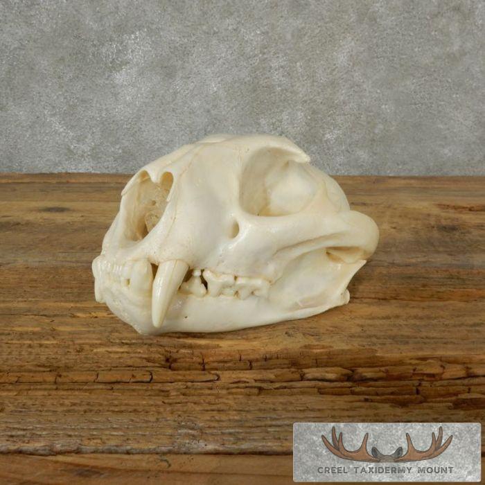 Mountain Lion (Cougar) Full Skull For Sale