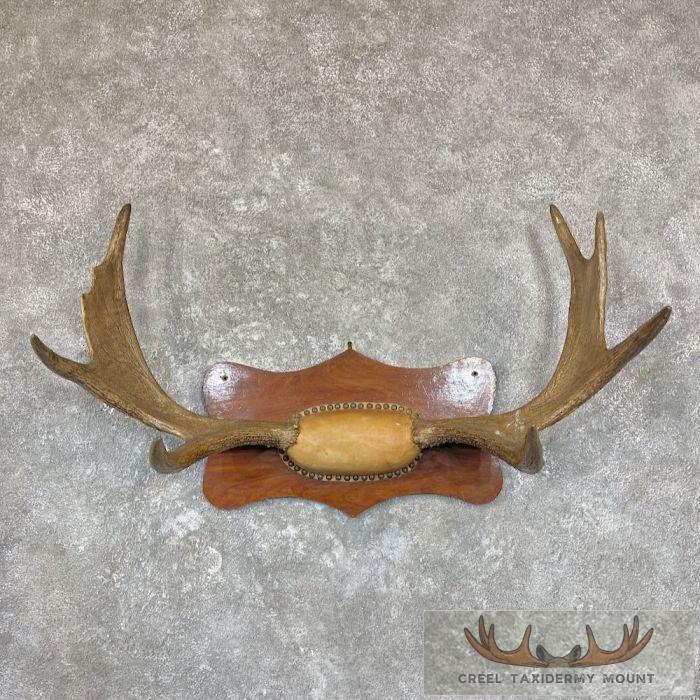 Moose Antler Plaque Taxidermy Mount For Sale