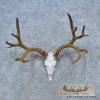 Mule Deer Skull European Taxidermy Mount For Sale