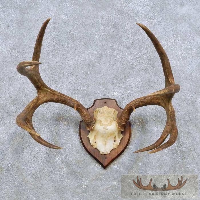 Mule Deer Antler Plaque Taxidermy Mount For Sale