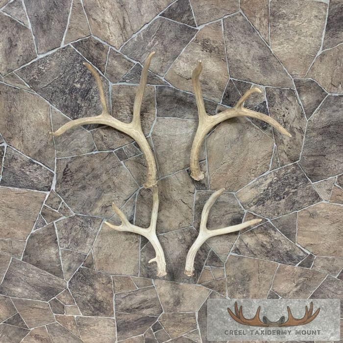 Mule Deer Antler Craft Pack For Sale