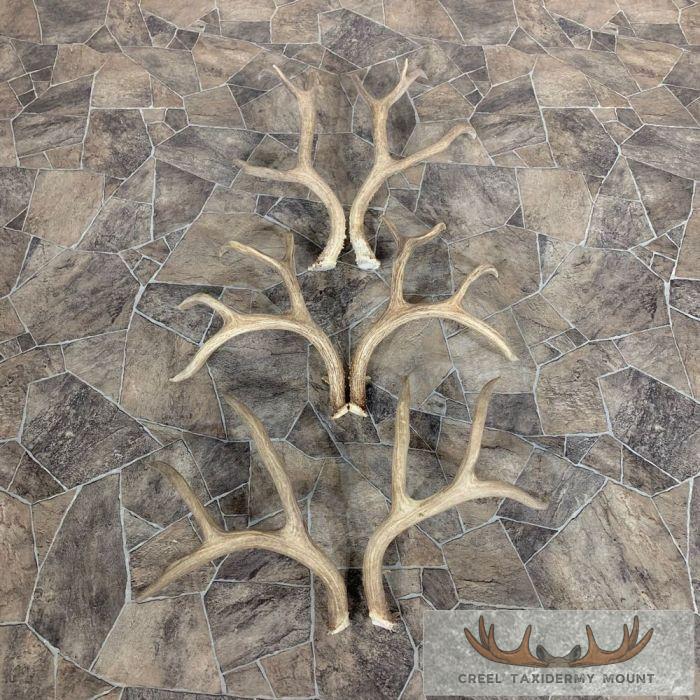 Mule Deer Antler Craft Pack For Sale