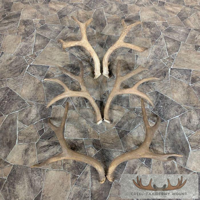 Mule Deer Antler Craft Pack For Sale