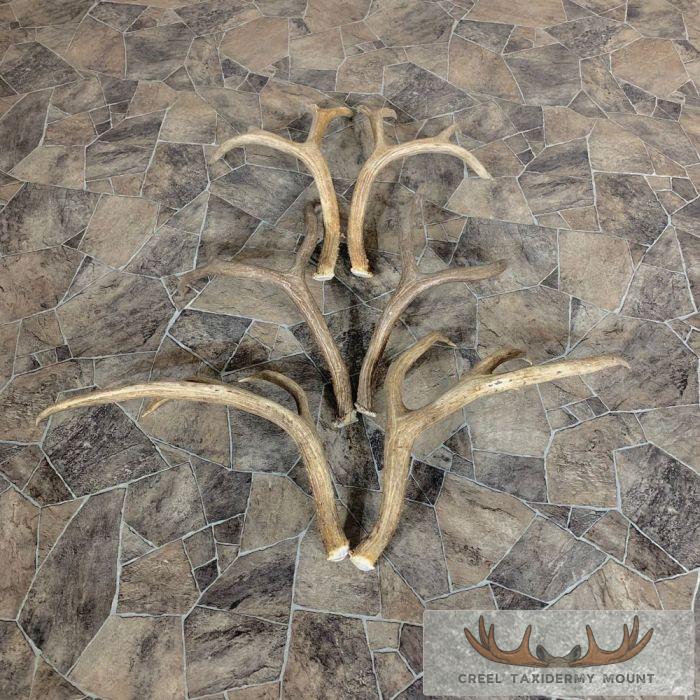 Mule Deer Antler Craft Pack For Sale