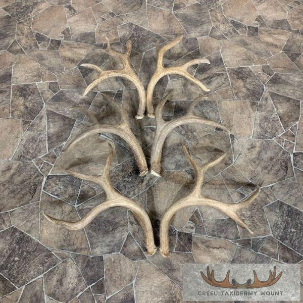 Mule Deer Antler Craft Pack For Sale