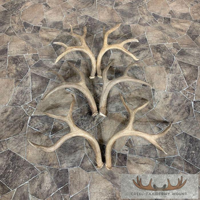 Mule Deer Antler Craft Pack For Sale